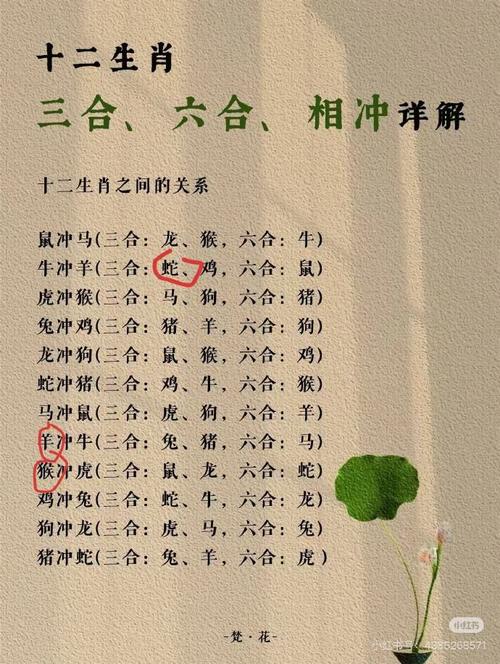 主動打一生肖動物、主動出擊是什么生肖