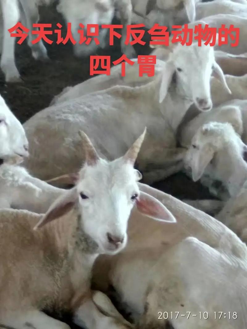 胃打一生肖是什么、胃是什么生肖什么動物