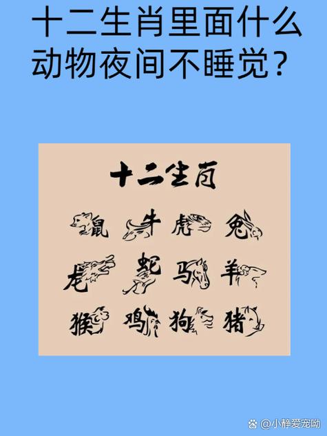 三三今期最精準生肖、三三今期定中特打一數字