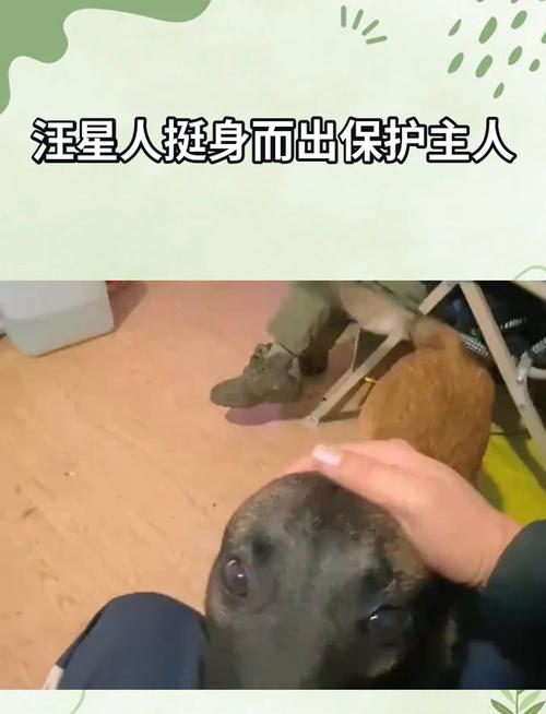 關于挺身而出大男子最佳動物的信息