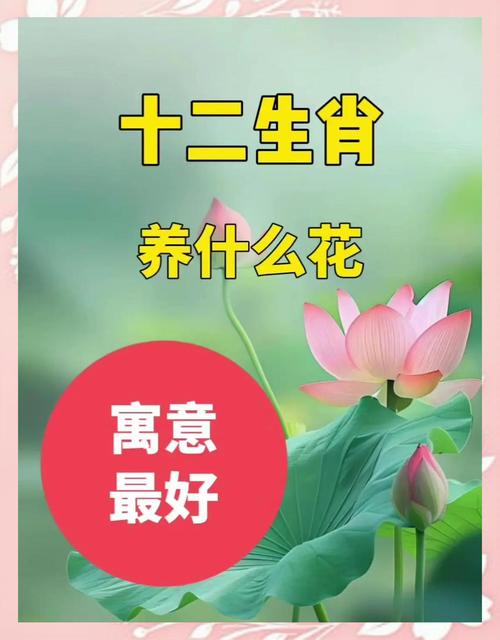 今期生肖開紅花什么意思啊、今期生肖開金花是什么生肖請回答