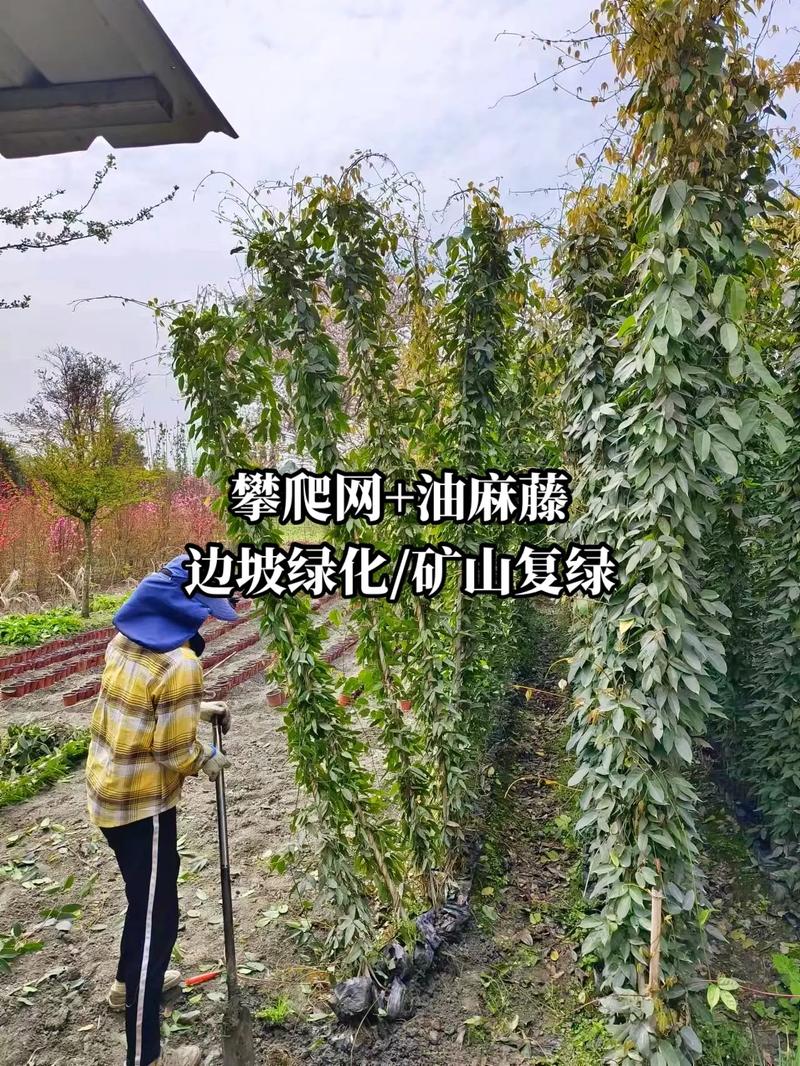 戶外攀爬軟件哪個好、戶外攀爬植物種什么好