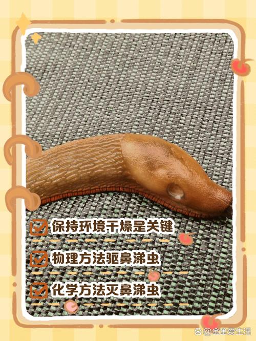 鼻涕蟲、鼻涕蟲怎么消滅最快方法