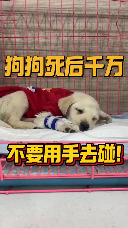 狗死后為什么不讓主人碰、狗死后為什么不讓主人碰屁股