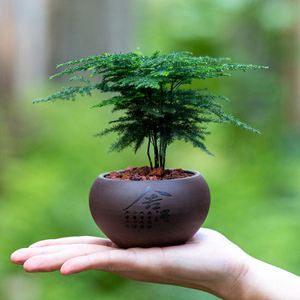適合做盆景造型的植物、適合做盆景造型的植物圖片