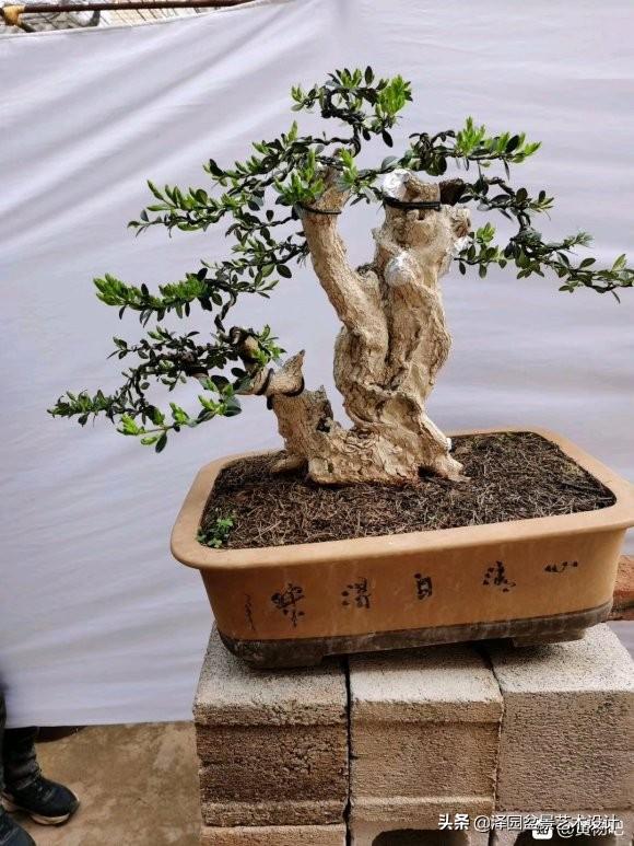黃楊盆景知識、黃楊盆景怎么養護常識
