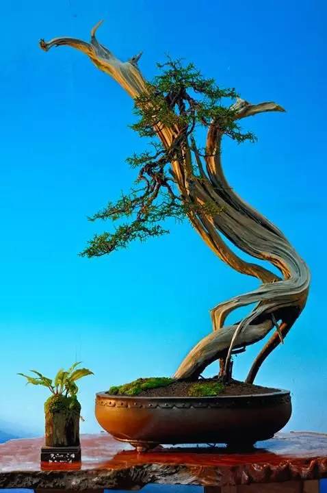 十大頂級盆景植物、十大頂級盆景植物有哪些