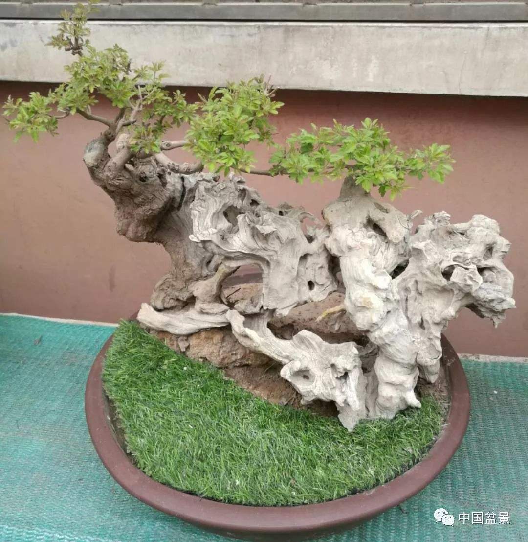 黃荊樹樁怎么造型、黃荊樹樁盆景養(yǎng)殖方法