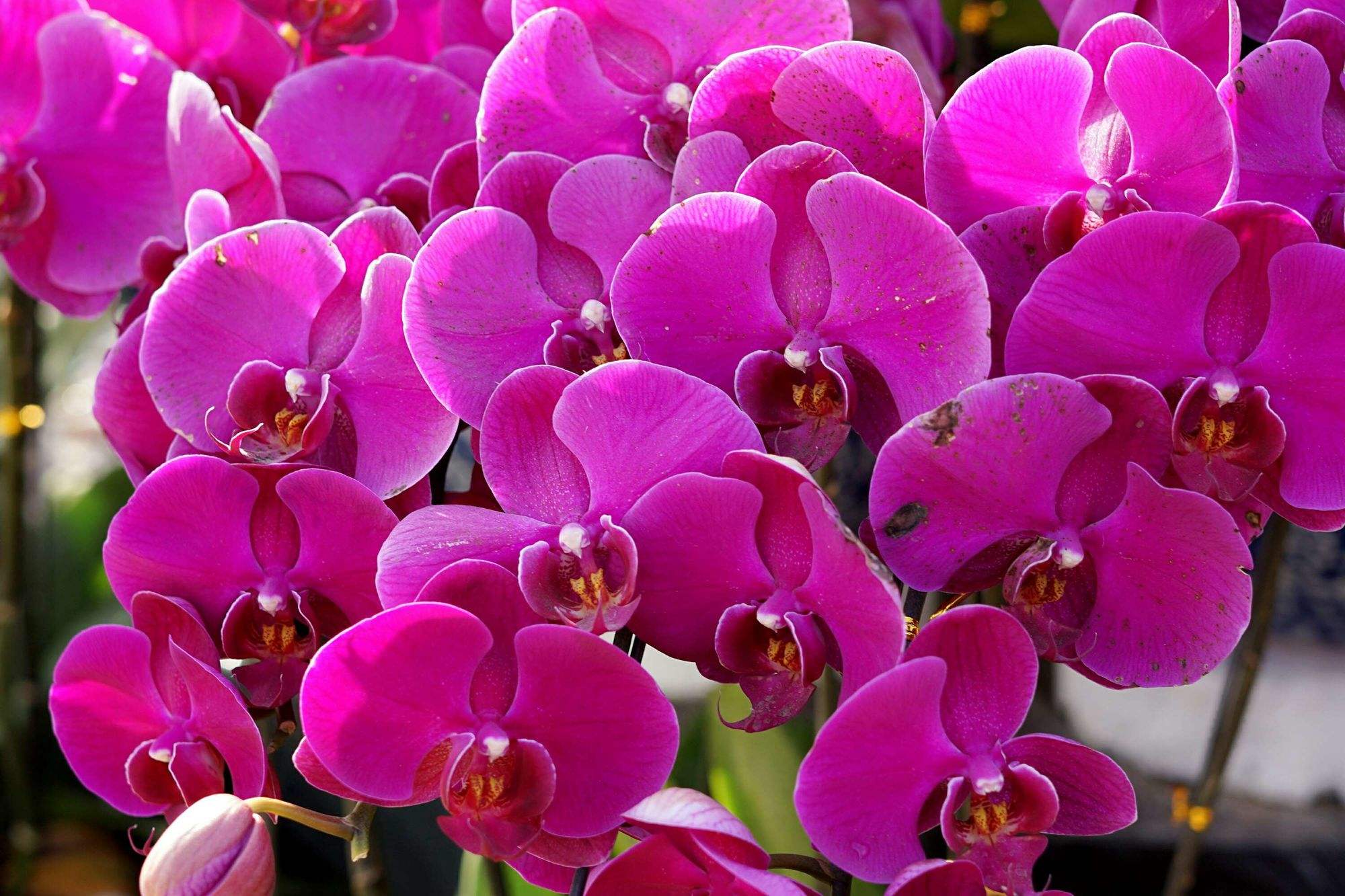 百花圖片大全大圖、百花圖片大全大圖 工筆畫(huà) 手繪