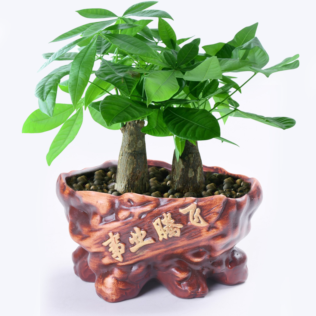發(fā)財樹盆景圖片好看花盆的簡單介紹