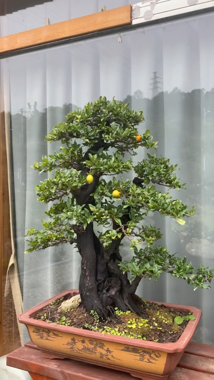 最好看的金彈子樹盆景、最好看的金彈子樹盆景圖片大全