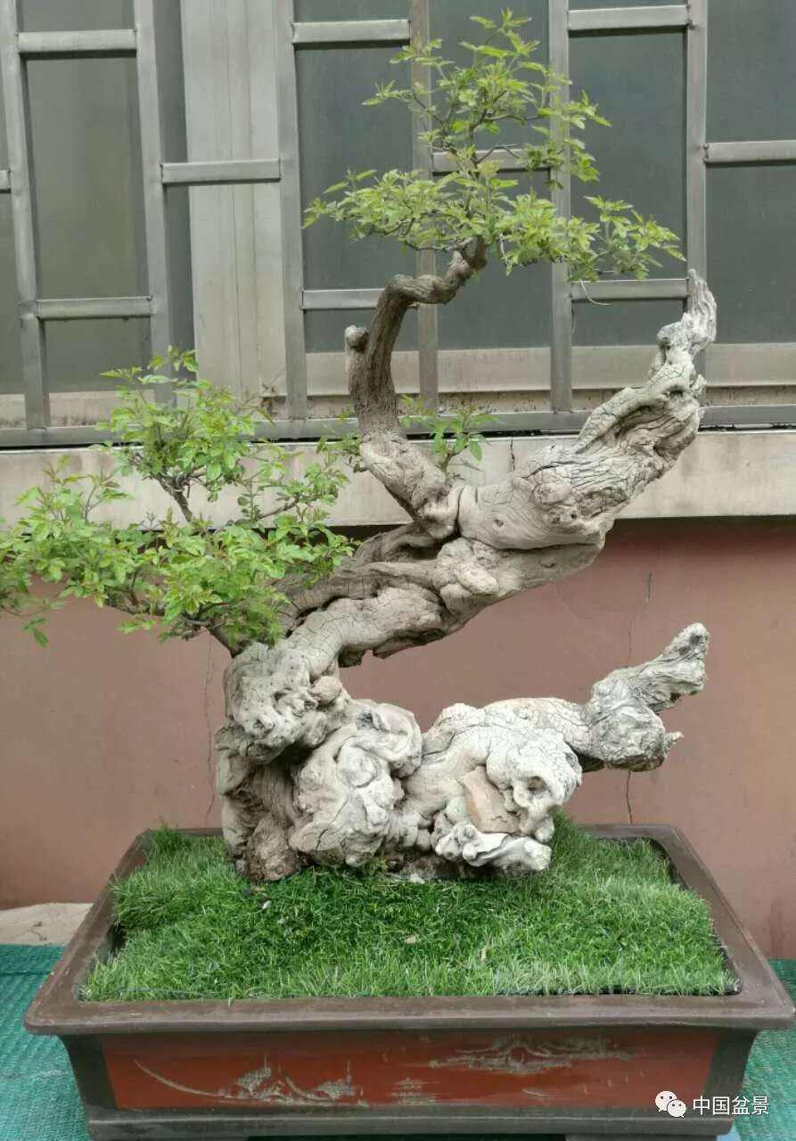 價值280萬的黃荊盆景、價值280萬的黃荊盆景有哪些