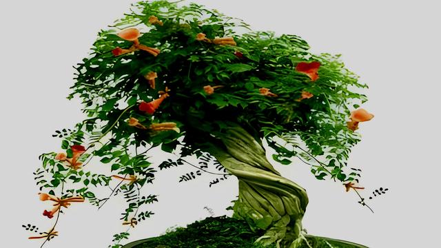可以制作盆景的植物有哪些、可以制作盆景的植物有哪些圖片
