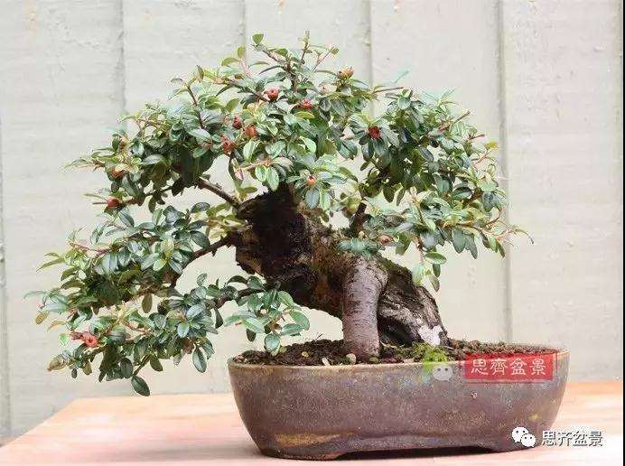 盆景的制作步驟、盆景的制作步驟有哪些