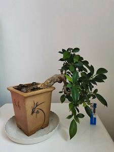 臺灣虎皮榕的養護方法、臺灣虎皮榕的養護方法視頻