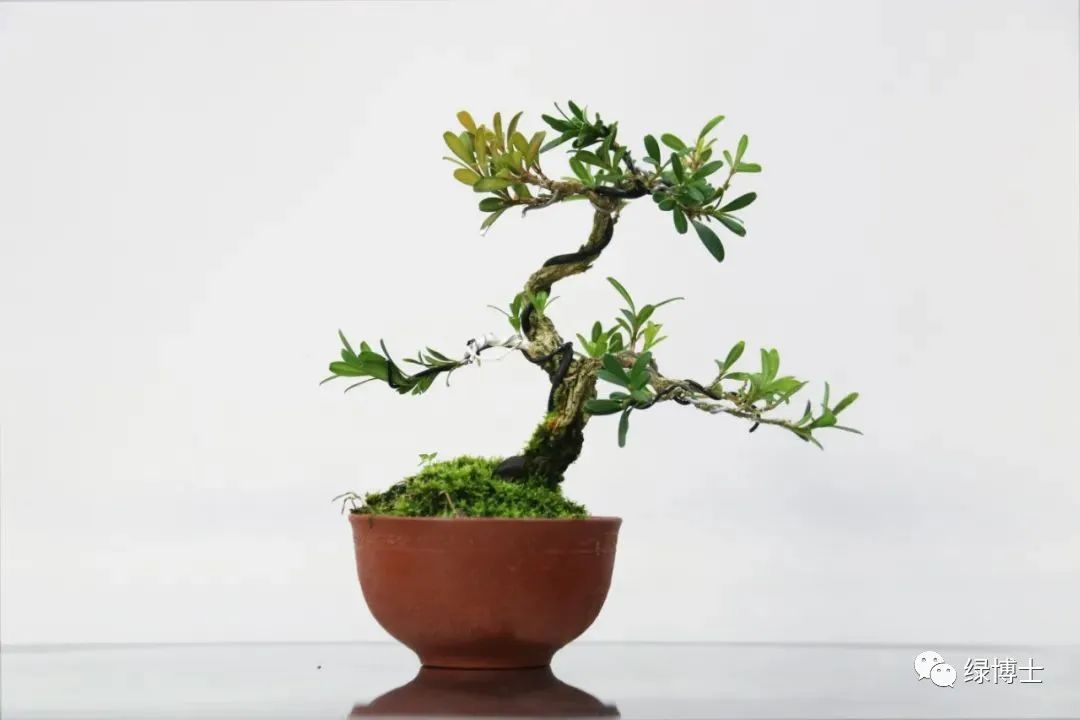 盆景制作入門視頻教程下載、盆景制作入門視頻教程下載百度網盤