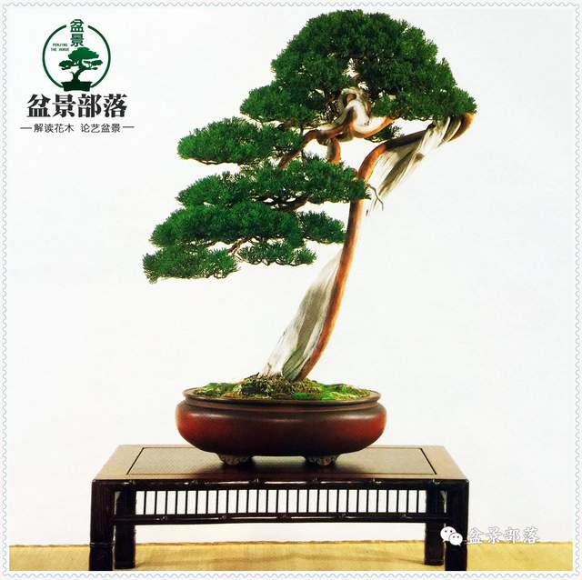 盒景制作視頻教程、盒景制作視頻教程全集