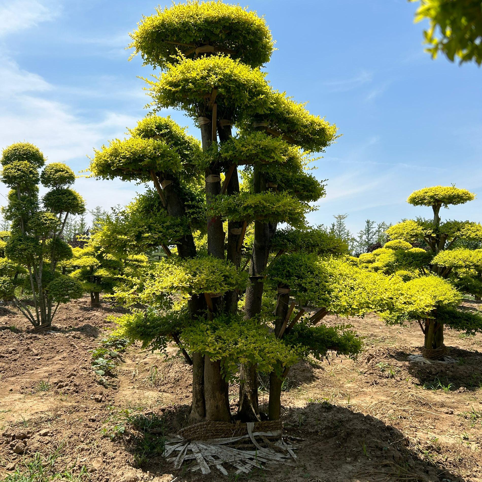 盆景樹樁造型設(shè)計(jì)軟件、盆景造型一鍵生成app
