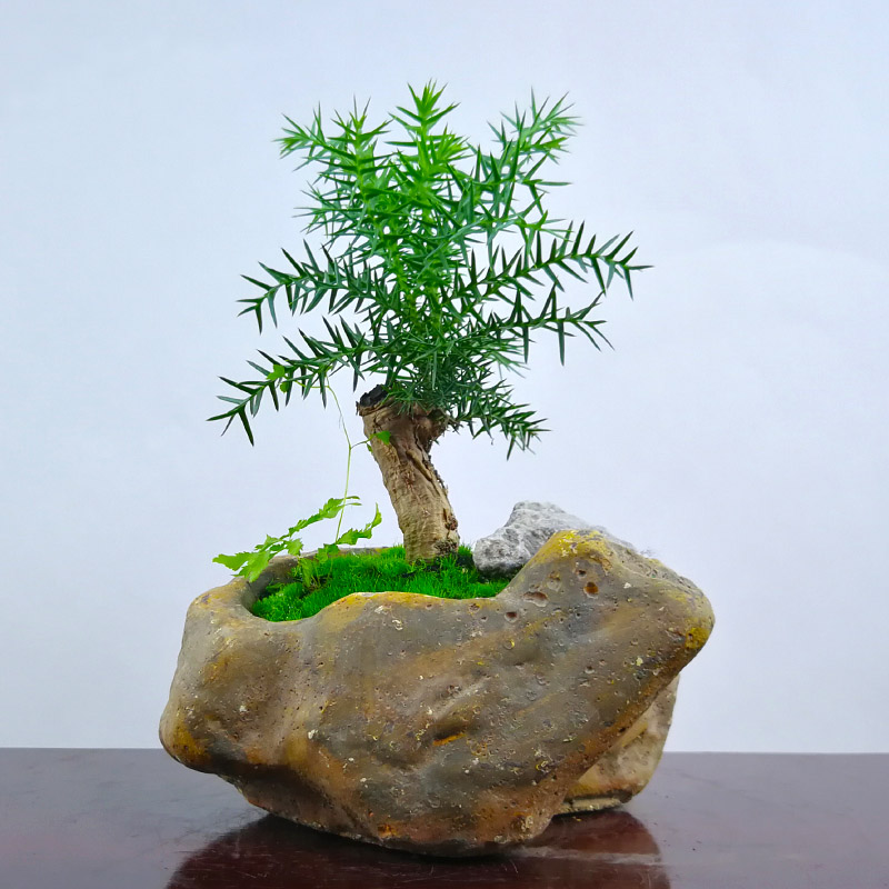盆景排名做盆景植物耐凍、什么盆景耐寒抗凍適合冬天養