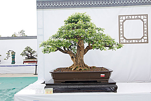 湖南盆景協(xié)會(huì)會(huì)員名單、湖南盆景協(xié)會(huì)會(huì)員名單公示