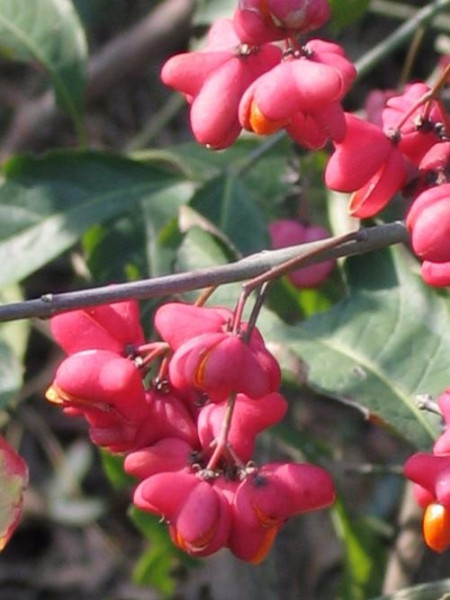 鬼箭羽怎么養(yǎng)、鬼箭羽怎么養(yǎng)才能開花