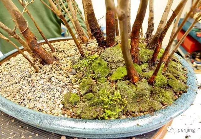 手把手教你做盆景、手把手教你做盆景視頻