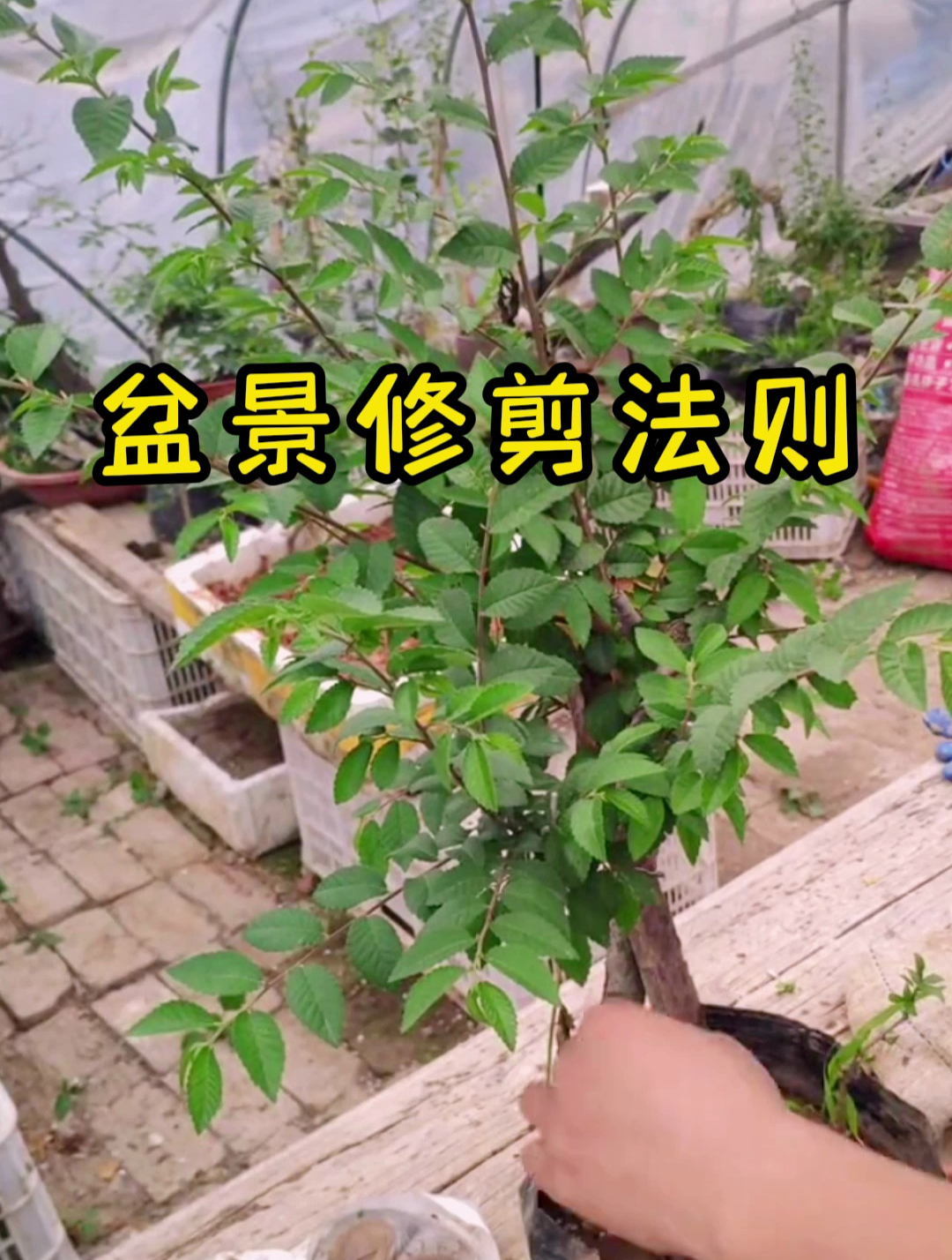 修剪盆景的入門技巧、修剪盆景的入門技巧有哪些