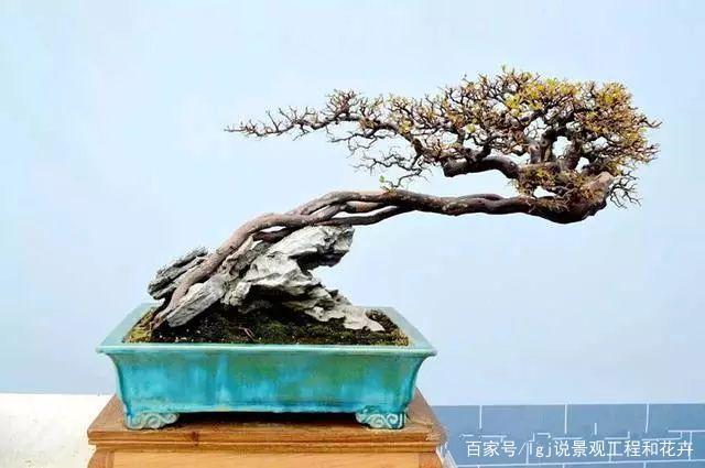 斜桿回頭式盆景、斜桿式盆景用什么花盆圖片大全