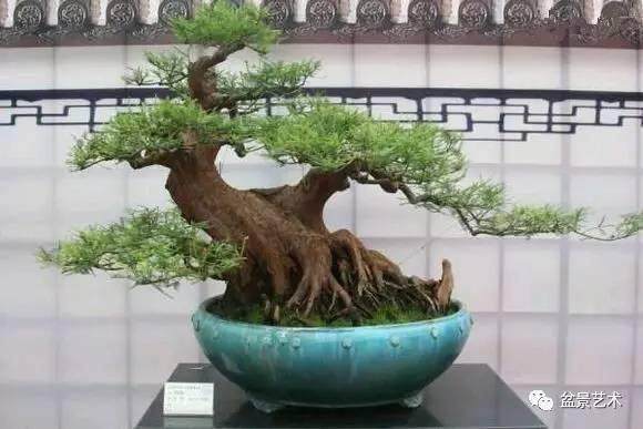 盆景最簡(jiǎn)單三個(gè)造型、盆景最簡(jiǎn)單三個(gè)造型視頻