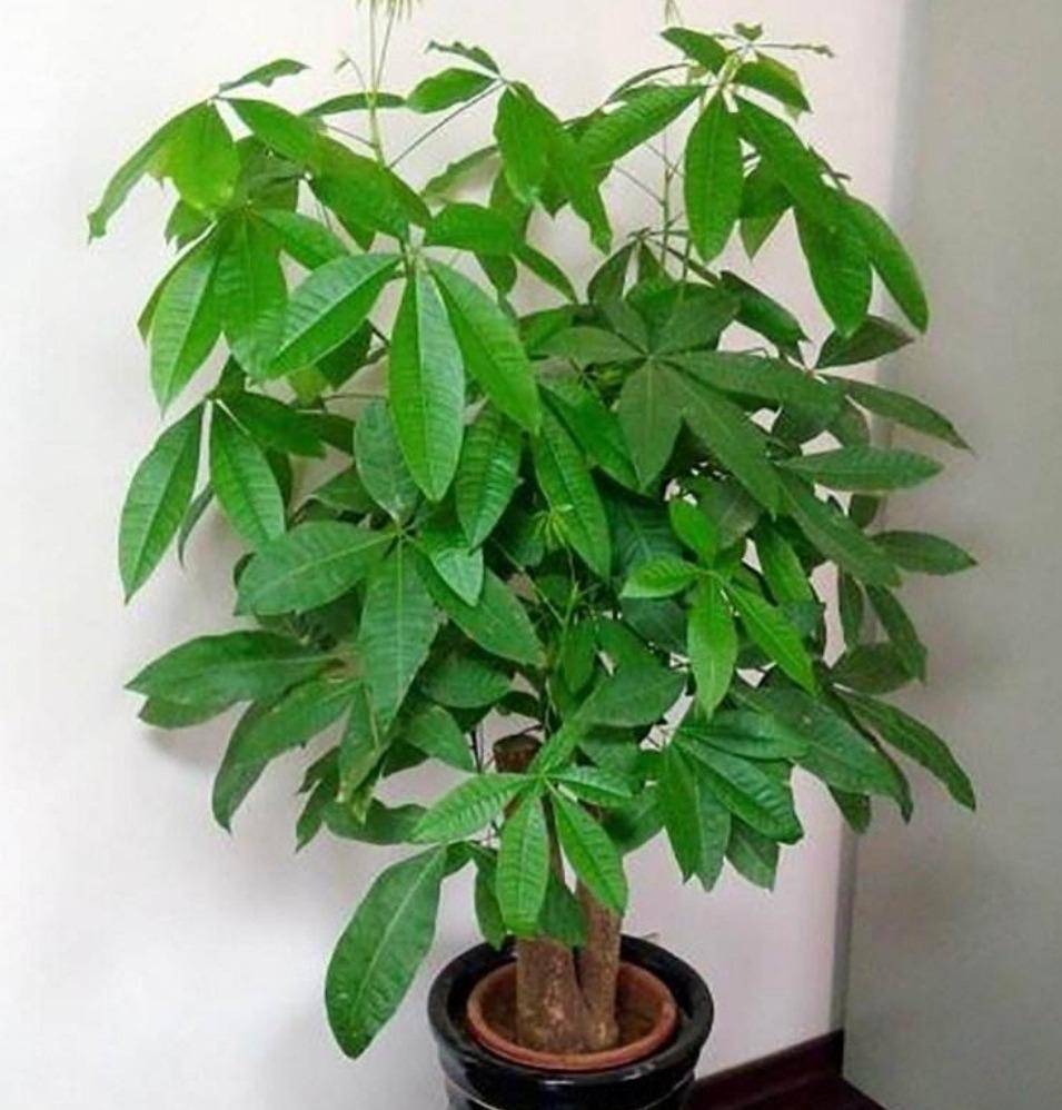 適合家里養(yǎng)殖的盆景與植物、適合養(yǎng)在家里的盆景有哪些?
