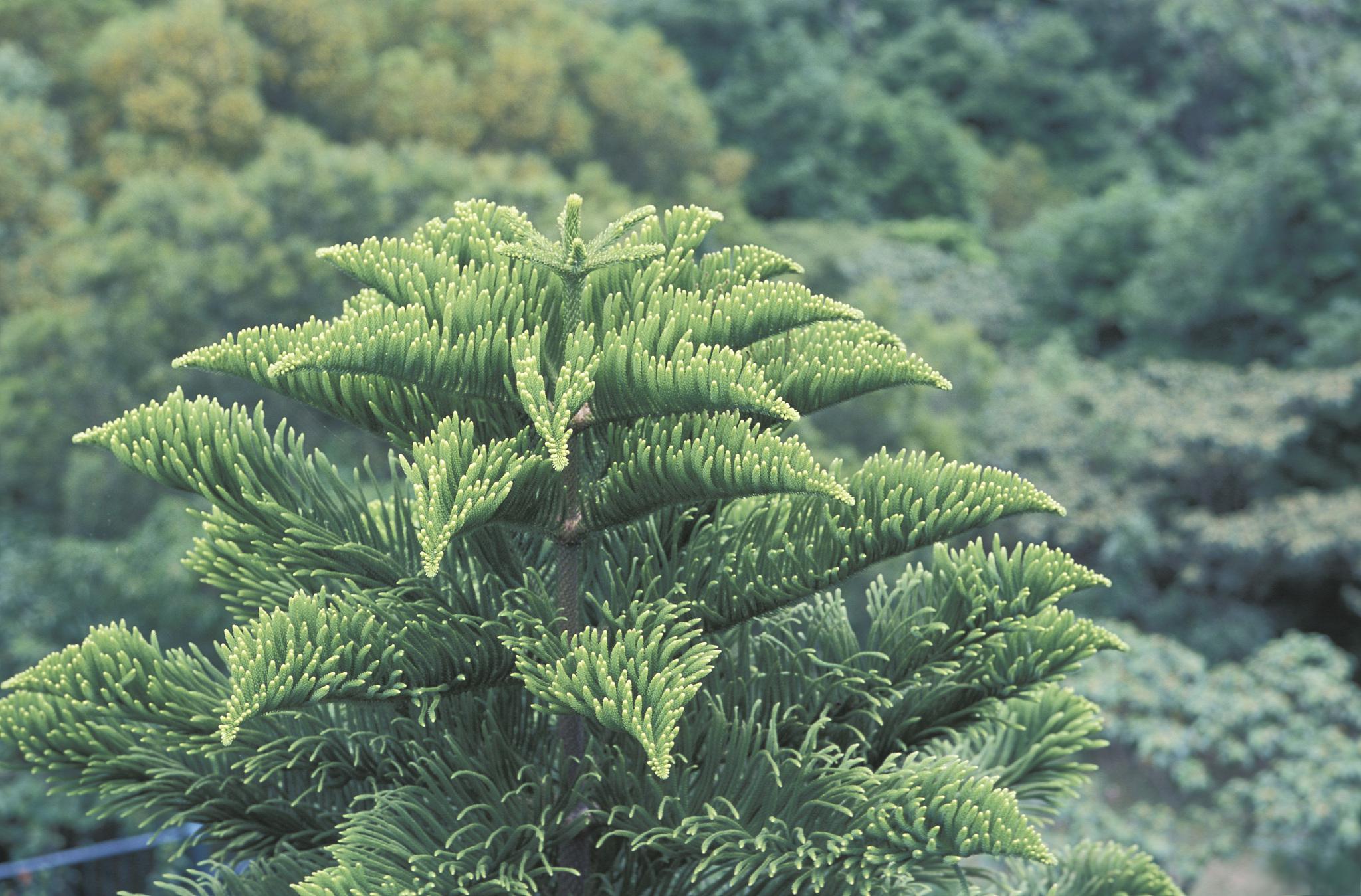 最耐陰的十大室內植物、最耐陰的十大室內植物開花