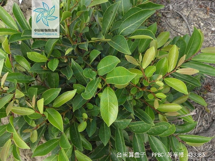 榆樹下山樁怎么栽培、榆樹下山樁多久能成活