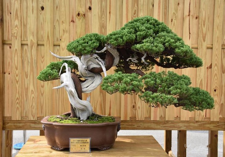 盆景藝術(shù)五大流派包括哪五大門派、盆景藝術(shù)分為五大流派是哪五大流派