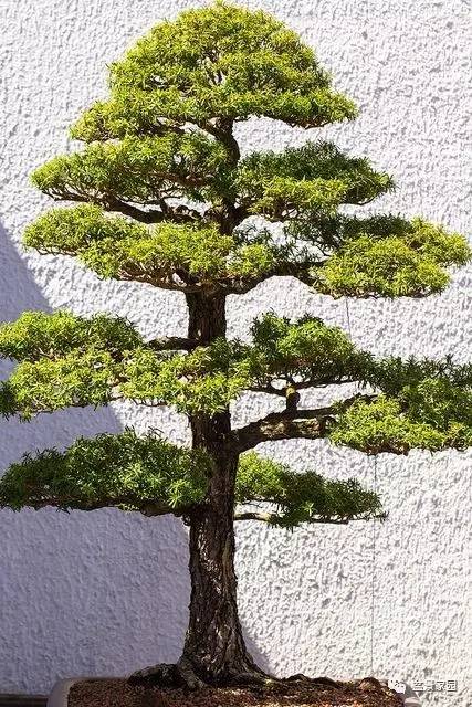 直桿盆景造型圖片欣賞、直桿盆景造型圖片欣賞視頻