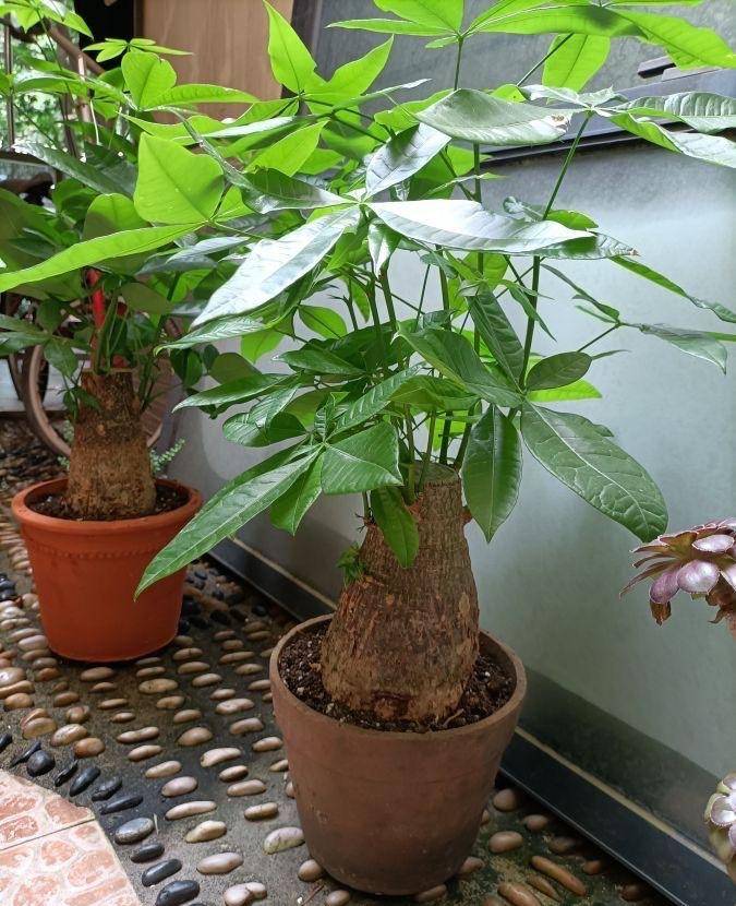 發(fā)財樹盆栽價格、發(fā)財樹花盆多少錢
