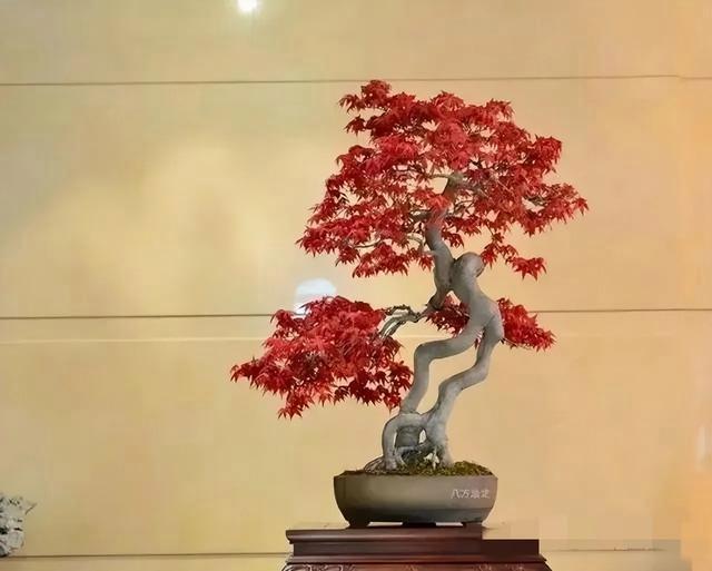 盆景制作入門樹樁、樹樁盆景制作的步驟有哪些?