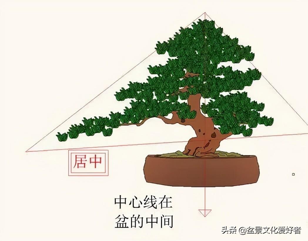 盆景造型圖解、盆景造型圖片方法