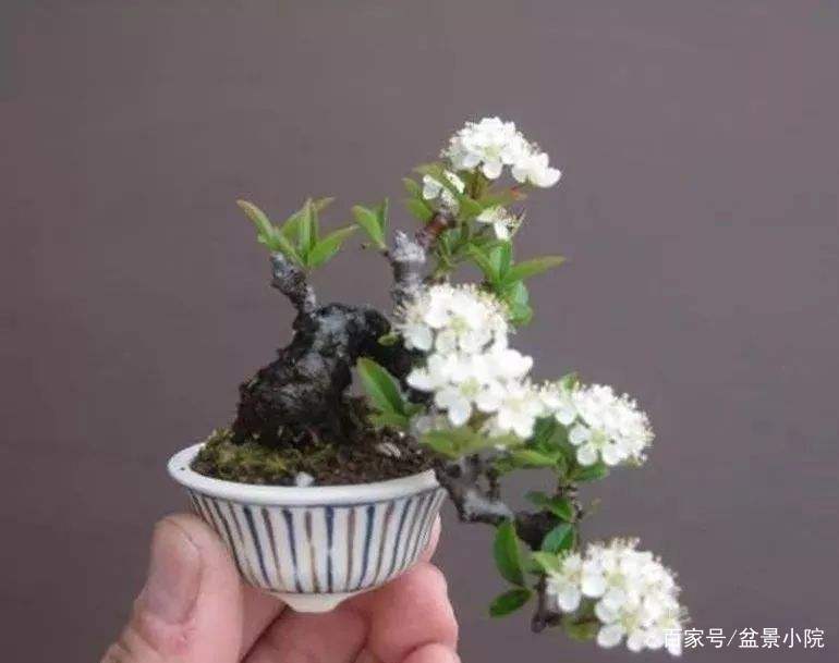 現(xiàn)在最流行的小型盆景、現(xiàn)在最流行的小型盆景品種