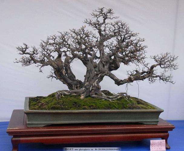 高檔的盆景、高檔盆景展覽會圖片
