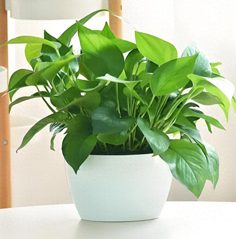什么植物適合種盆栽植物、什么植物適合種盆栽植物圖片