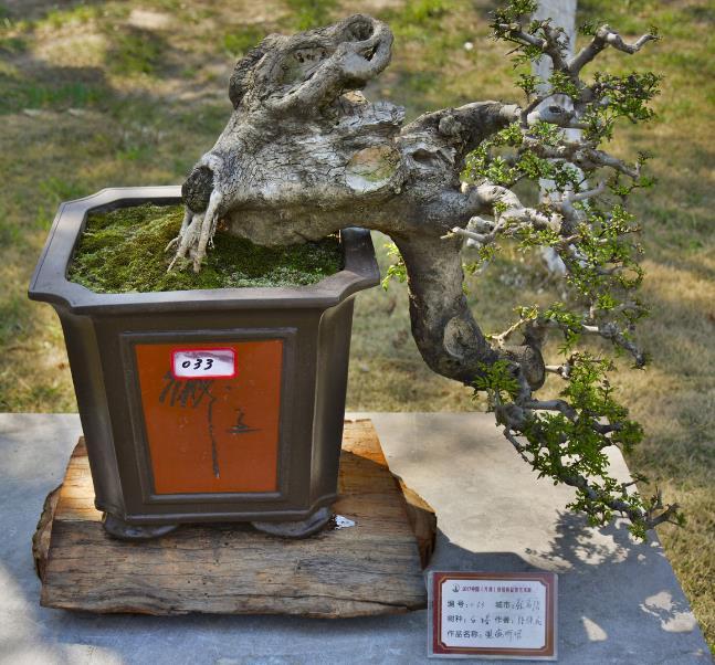 中國盆景藝術(shù)在線交易大廳、中國盆景藝術(shù)家協(xié)會網(wǎng)站官網(wǎng)