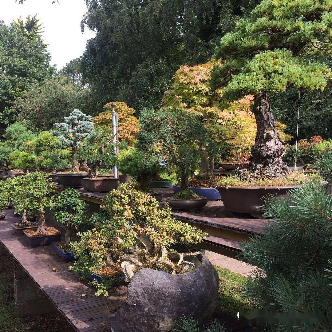盆景工作室、盆景工作室名稱
