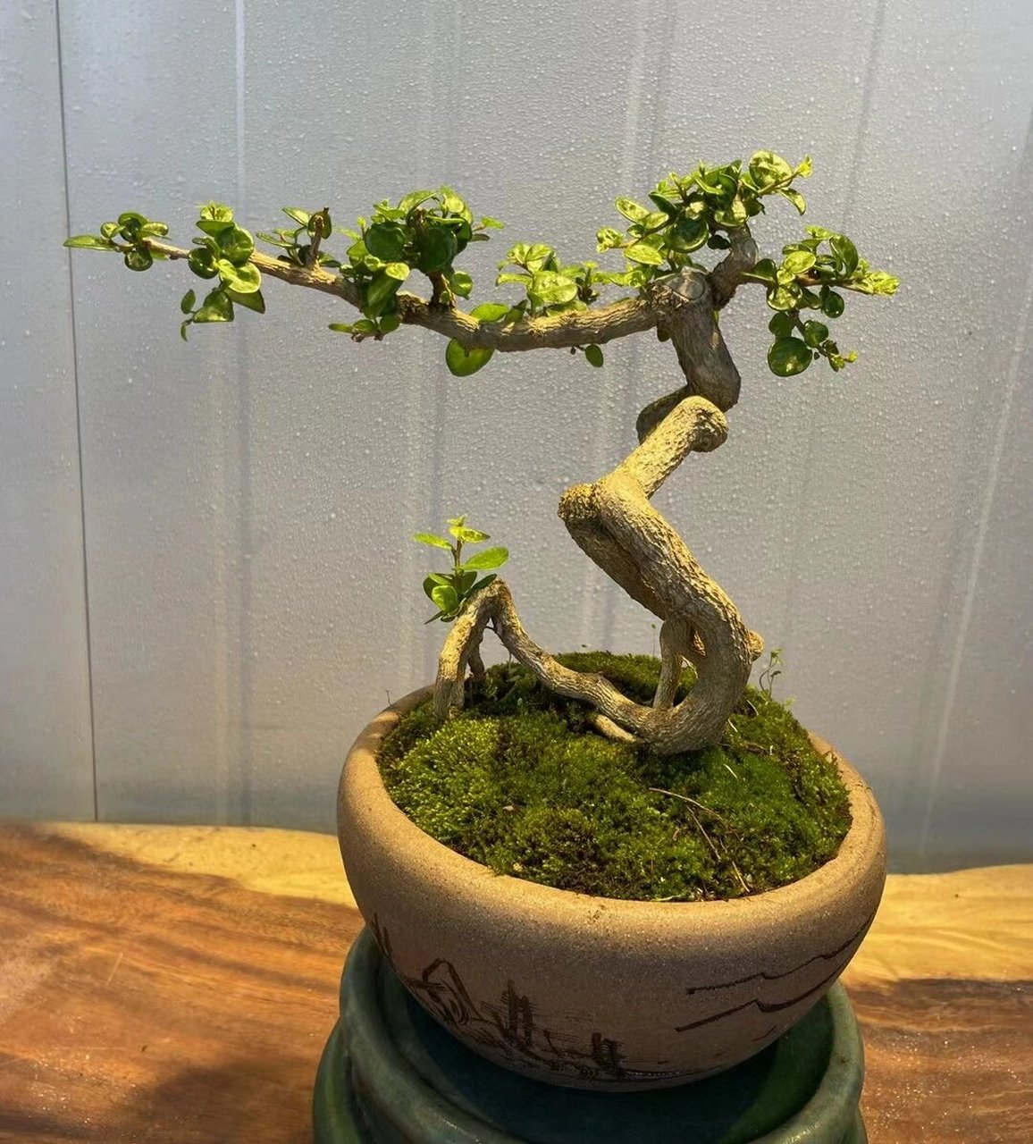 博蘭盆景北方如何養(yǎng)護(hù)、博蘭盆景北方如何養(yǎng)護(hù)和管理