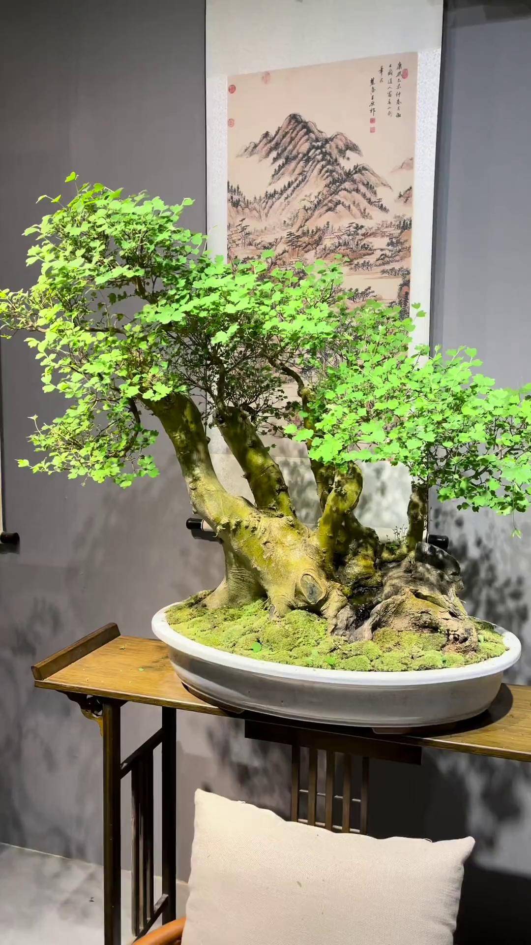 盆景價格范圍、盆景價格范圍有哪些