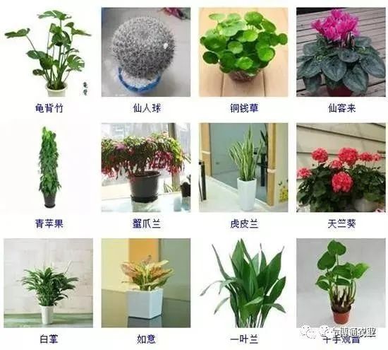 盆景名稱大全欣賞圖、盆景名稱大全欣賞圖片