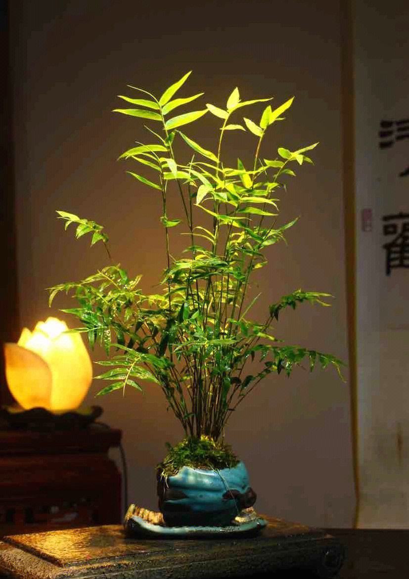 微型盆景小擺件圖片、微型盆景小擺件圖片欣賞