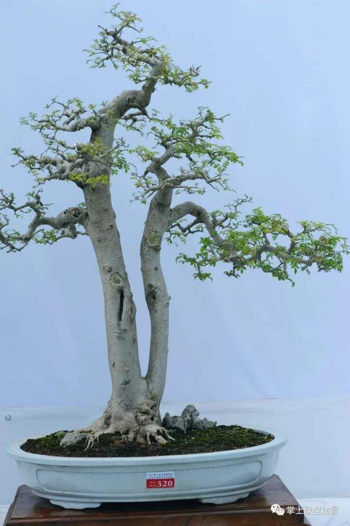 嶺南派盆景、嶺南派盆景的典型造型是