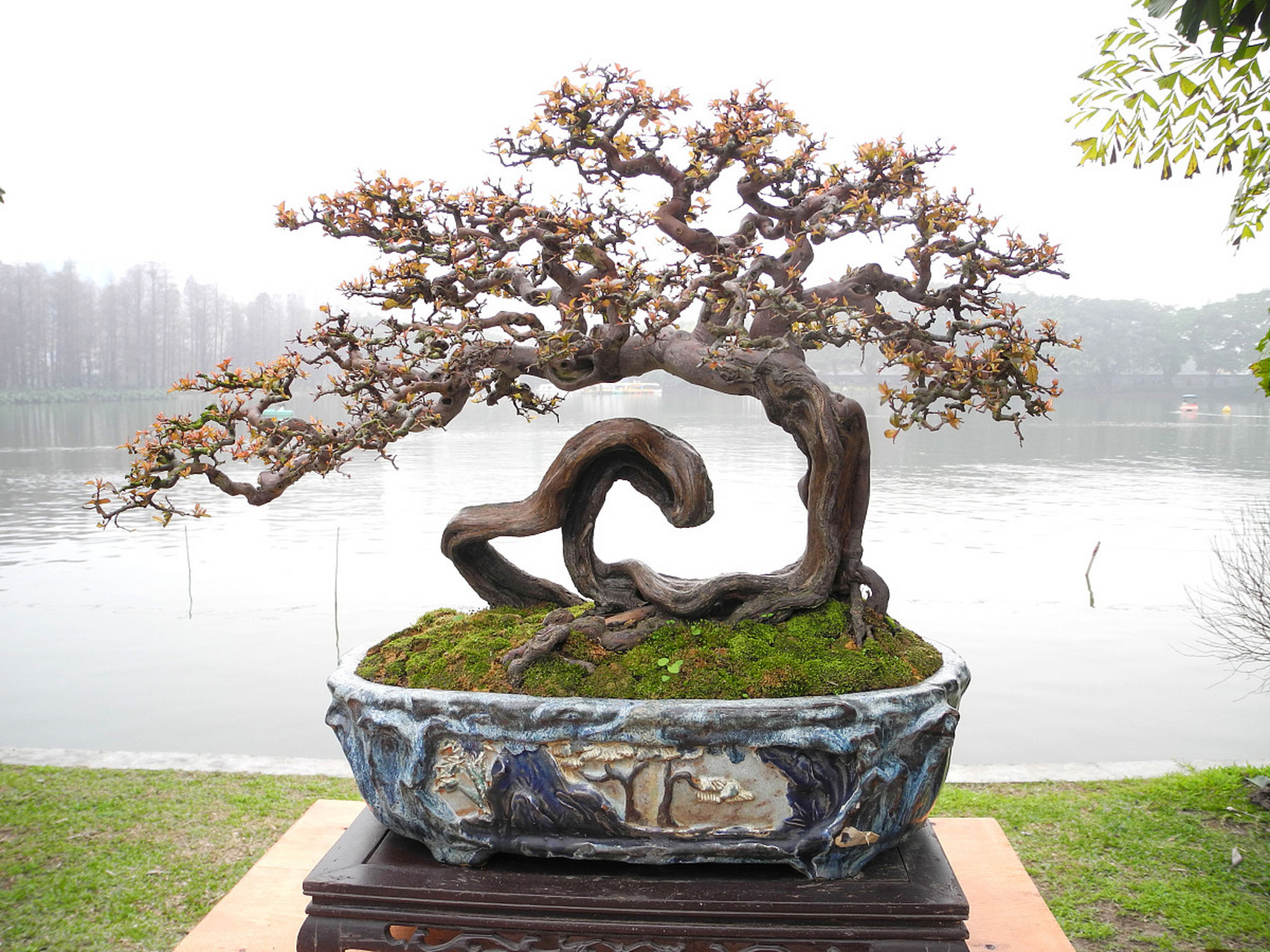 嶺南派盆景、嶺南派盆景的典型造型是