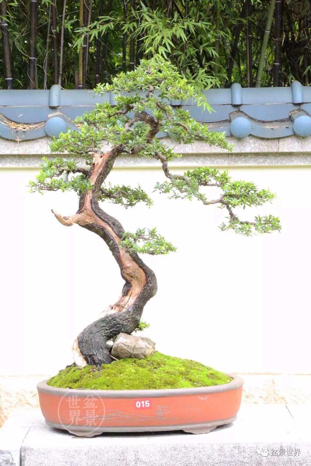 盆景造型視頻大師、大師盆景造型講解視頻