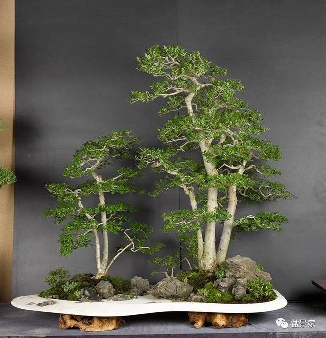 盆景造型視頻大師、大師盆景造型講解視頻